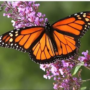 Meet your Posher, Carolina